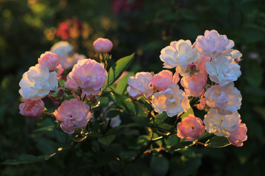 1701985 (a): :2560x1706